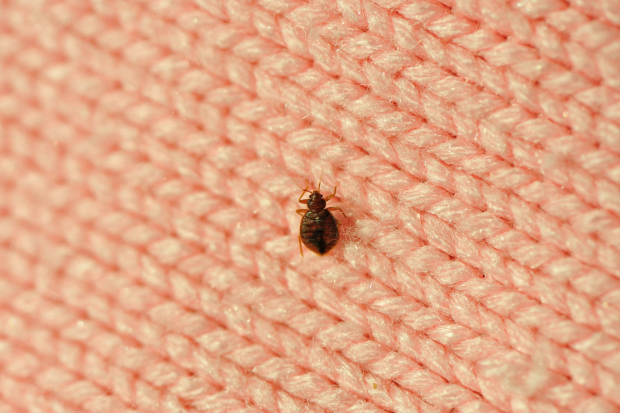 Bed-Bug-Treatment- Newark Best Pest Pros | Newark, CA