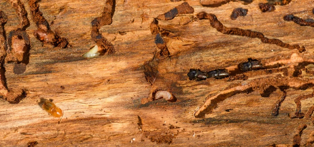 Is Your Home at Risk for Termite Damage - Newark Best Pest Pros | Newark, CA