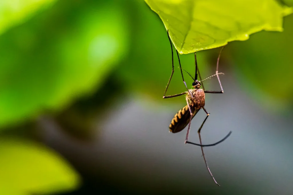 Mosquito-Control-for-Every-Outdoor-Space - Newark Best Pest Pros | Newark, CA