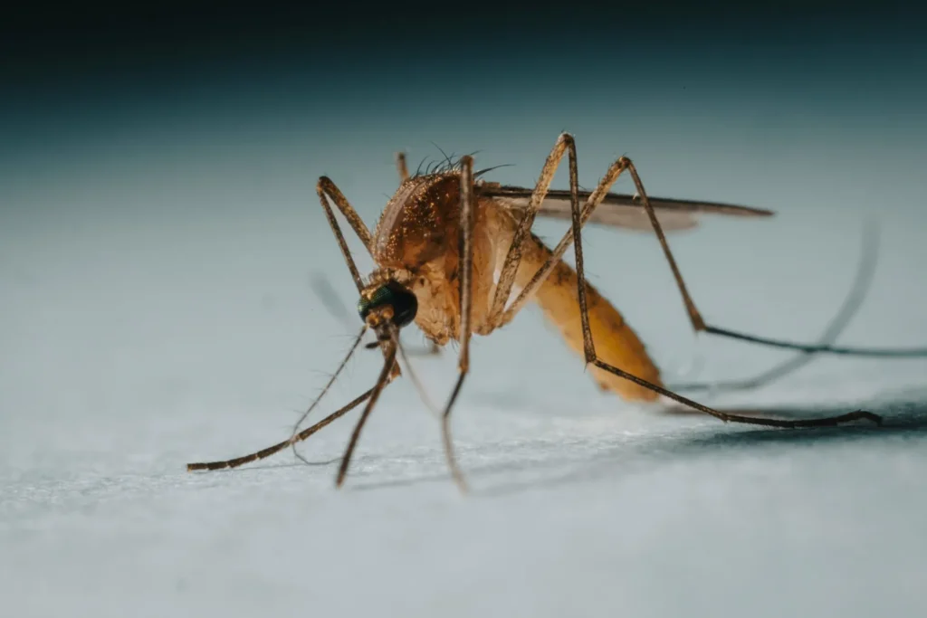 Protect Your Family from Mosquito-Borne-Diseases - Newark Best Pest Pros | Newark, CA