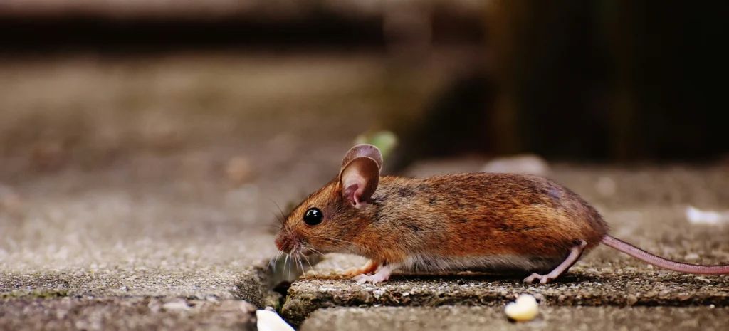 Residential-Commercial-Rodent-Solutions - Newark Best Pest Pros | Newark, CA