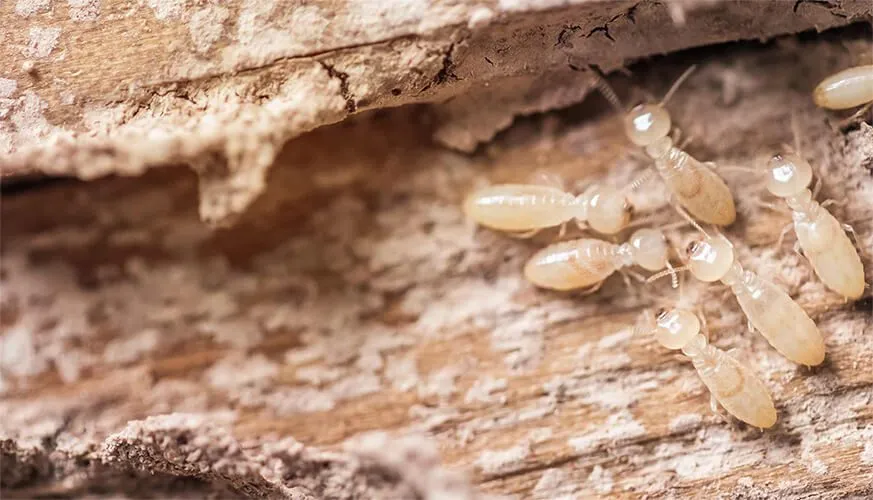Signs You May Have a Termite Infestation - Newark Best Pest Pros | Newark, CA