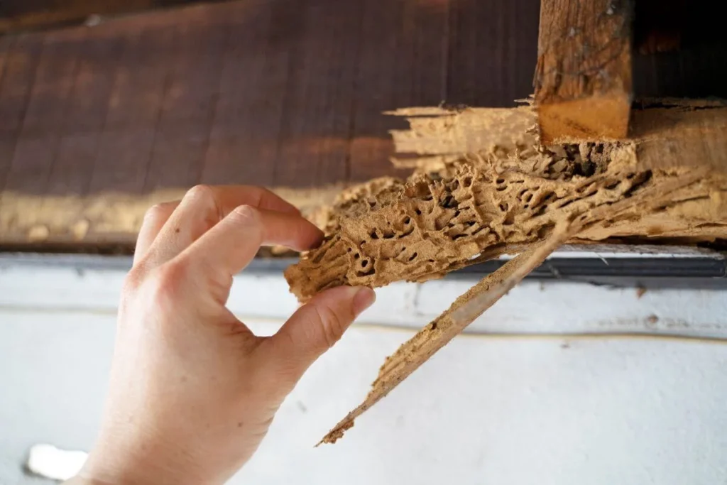 Termite Control - Newark Best Pest Pros | Newark, CA