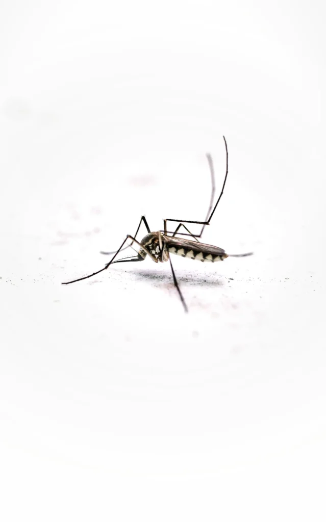 Tired of Mosquitoes Ruining Your Evenings - Newark Best Pest Pros | Newark, CA