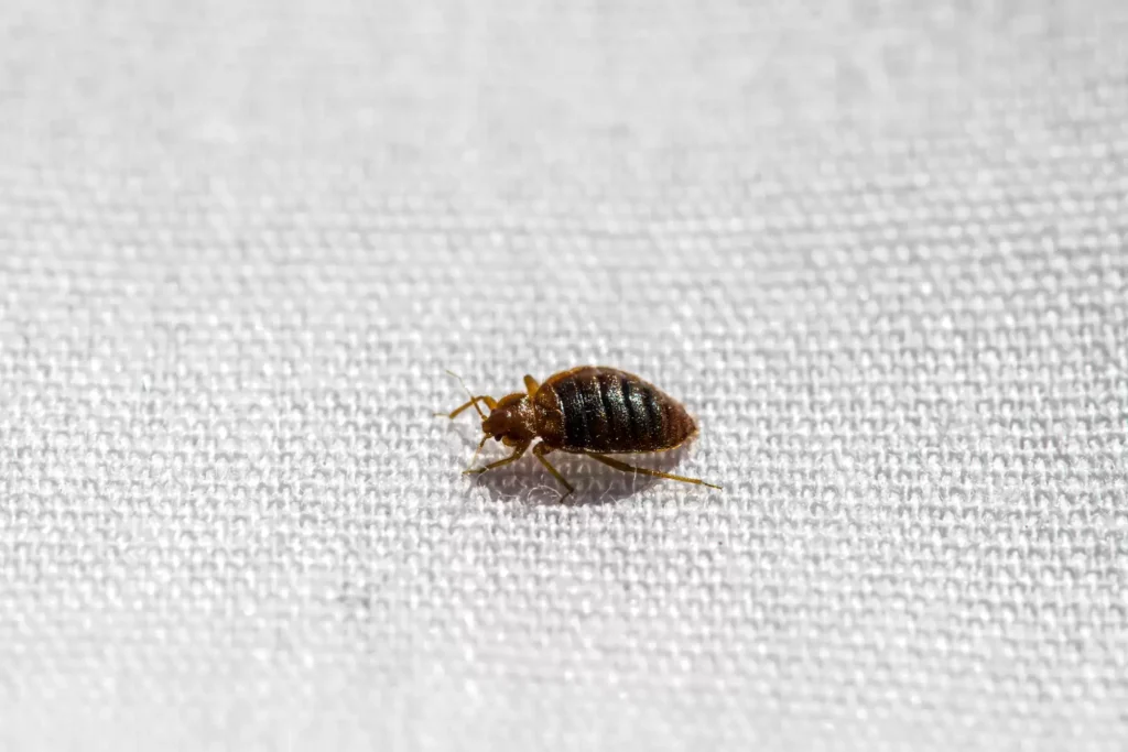 Why Bed Bug Heat Treatments Work Best- Newark Best Pest Pros | Newark, CA