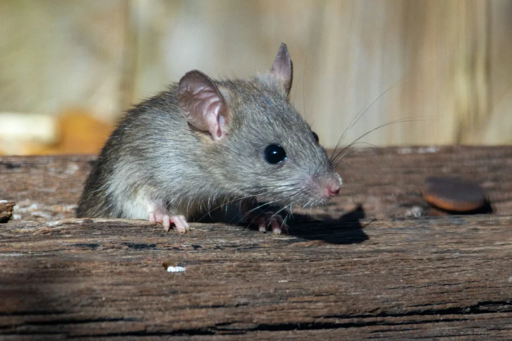Why-Choose-Our-Rodent-Exterminators - Newark Best Pest Pros | Newark, CA